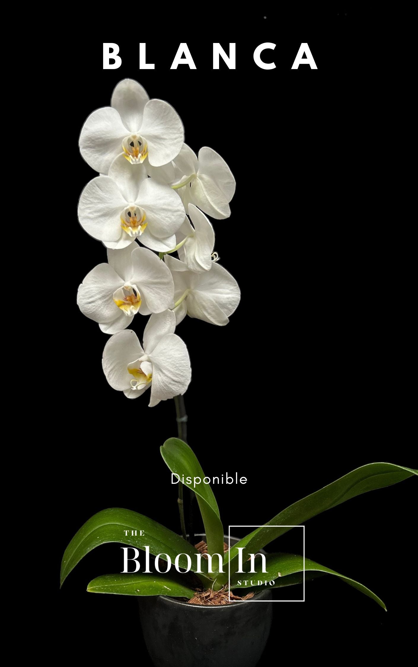 Orquídeas