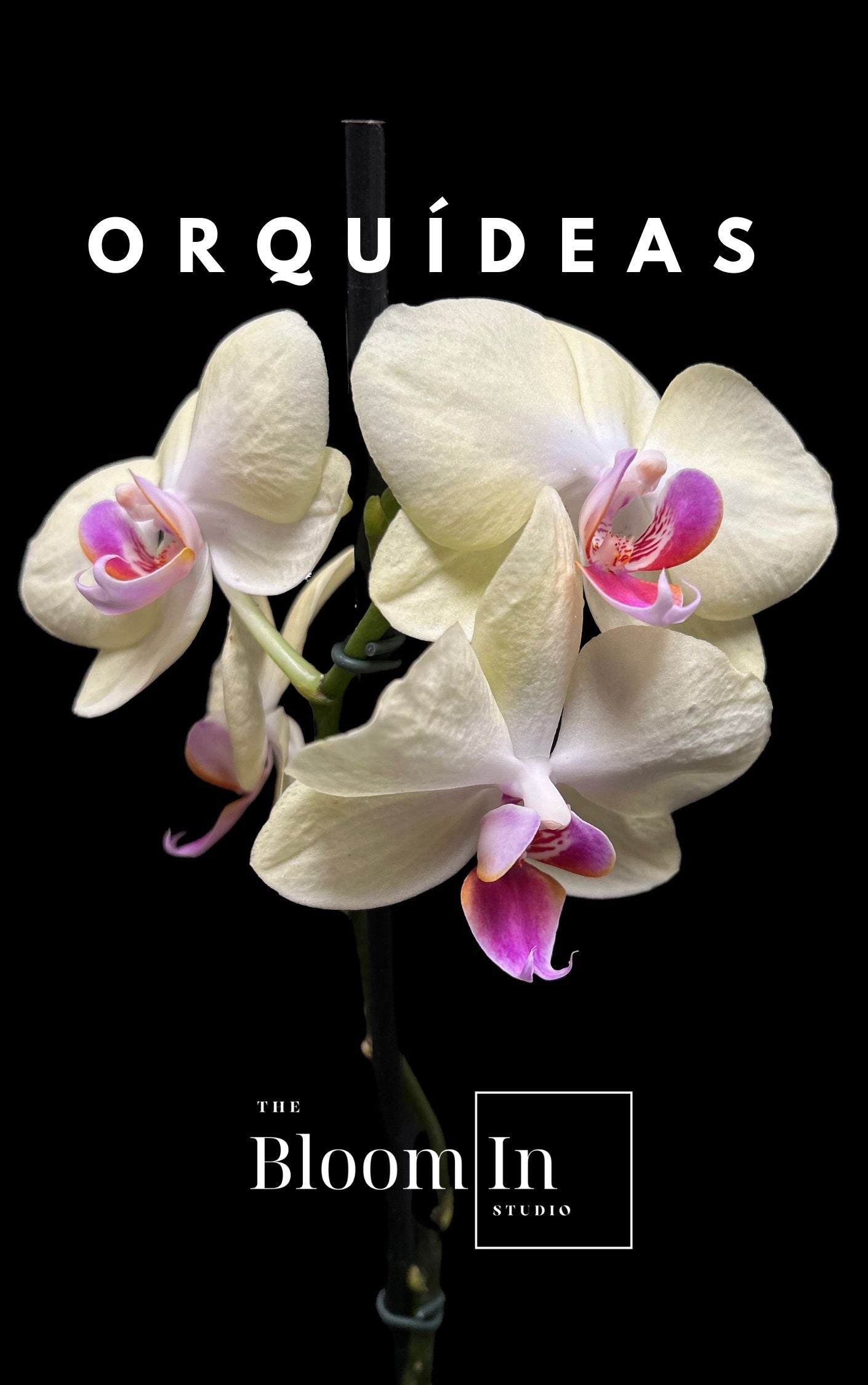 Orquídeas